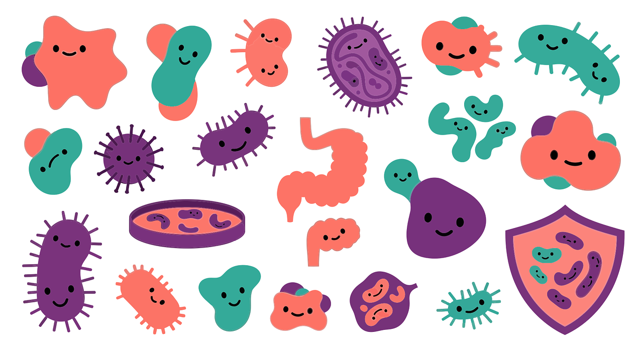Probiotiques et santé intestinale : pourquoi ils sont devenus incontournables